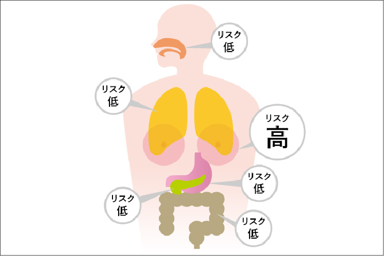 人体の内臓のイラスト