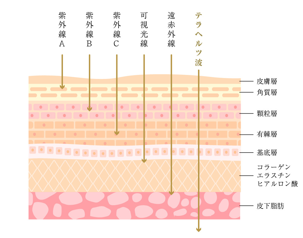 優れた浸透性で細胞を活性化