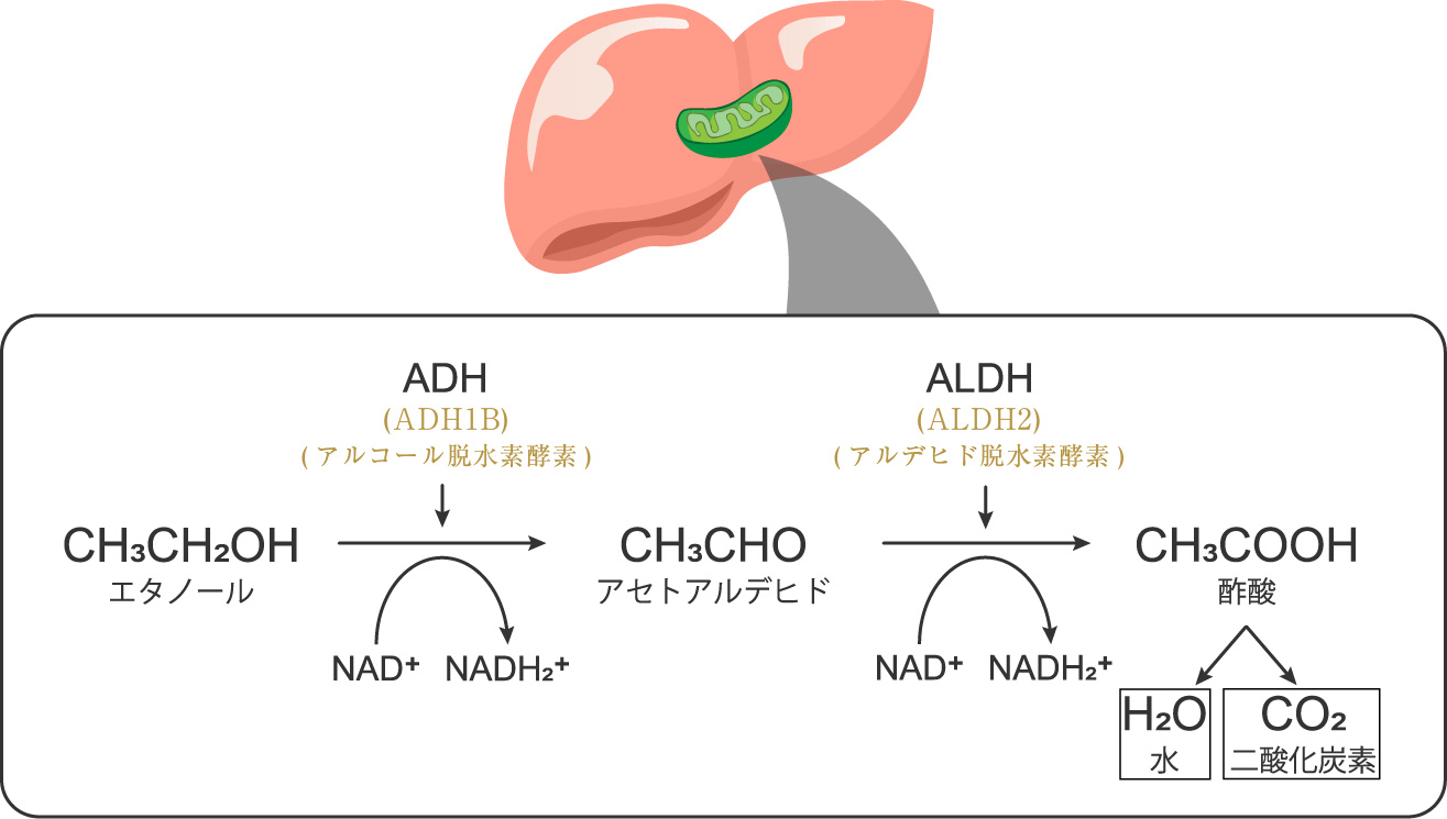 アルコールの分解の仕組み