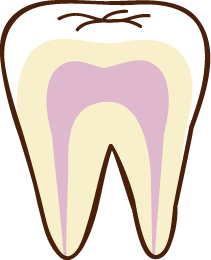 歯の断面図のイラスト